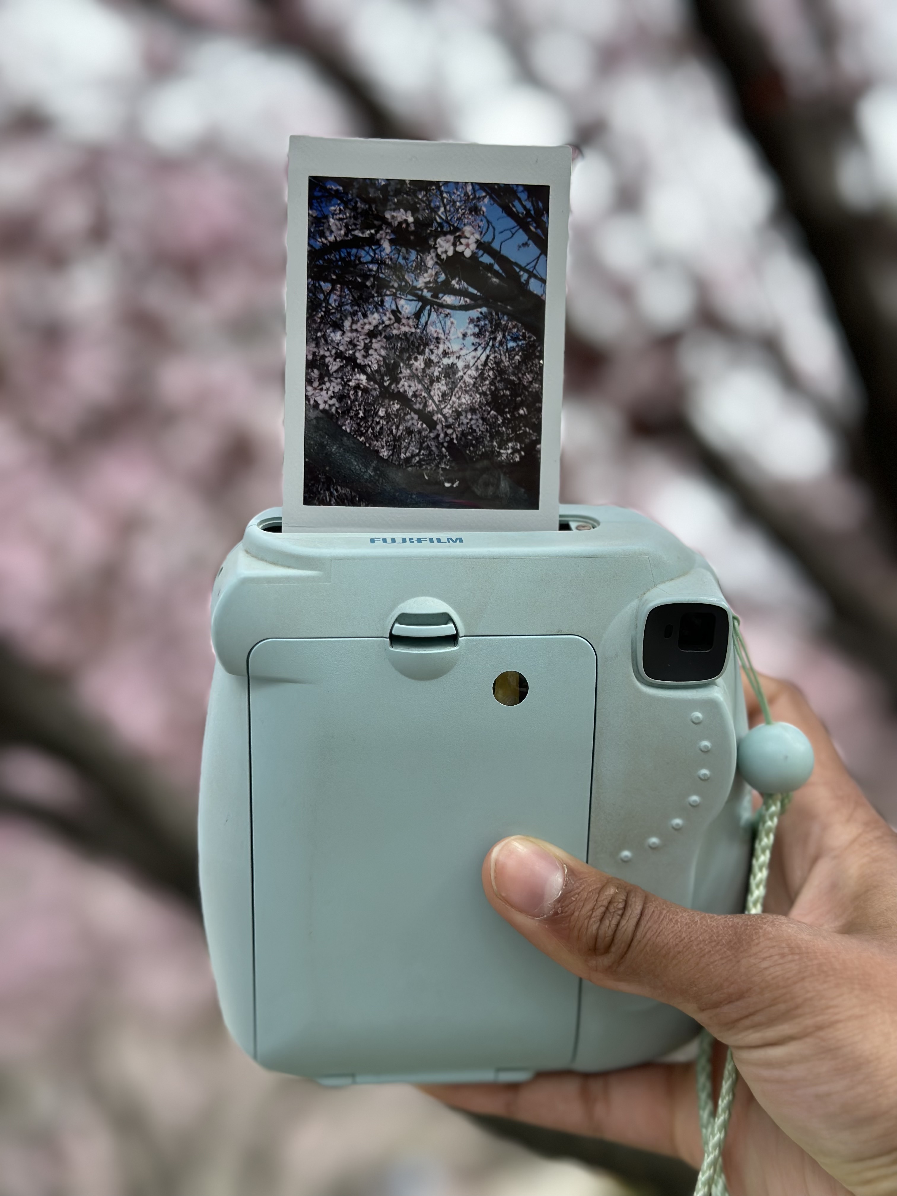 A photograph of a cherry blossom tree